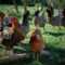 chickens